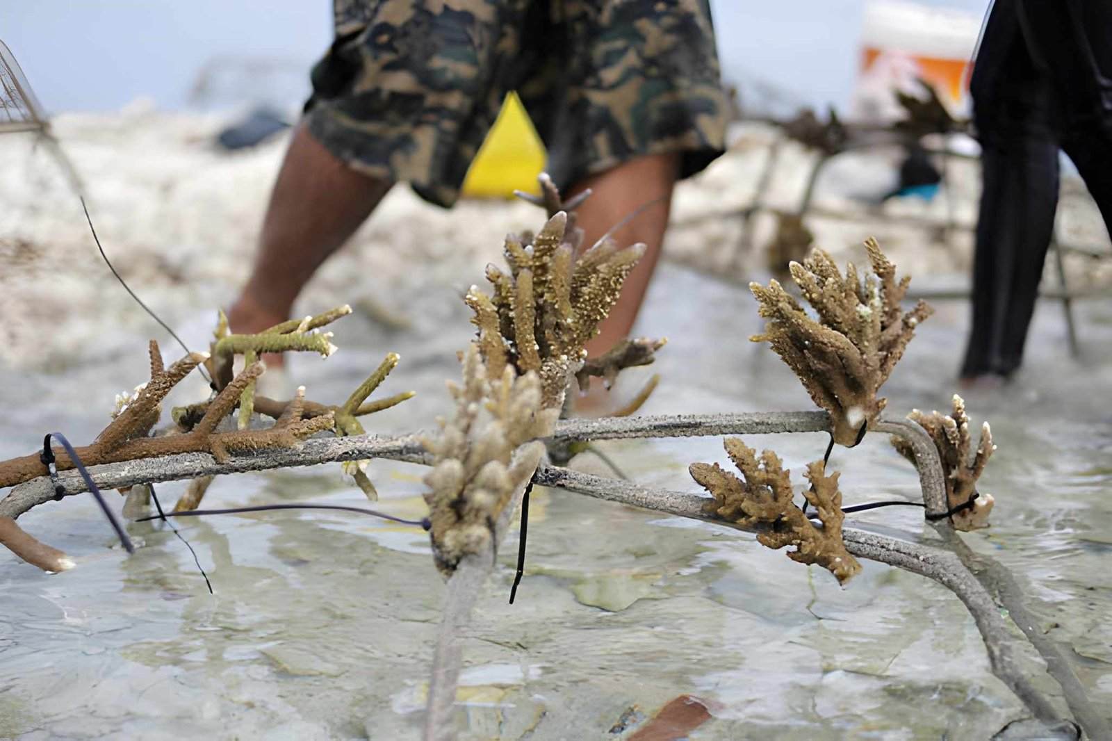 Coral Reef Conservation